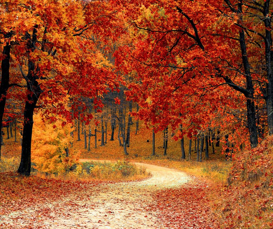 a path through a forest in autumns